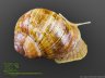 Helix pomatia - 